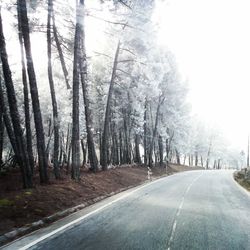 Empty road along trees