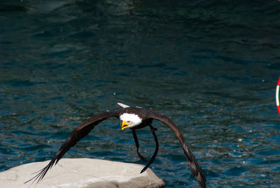 View of bird swimming in sea