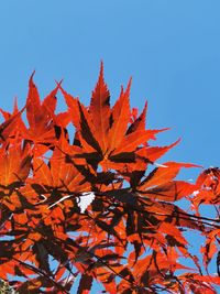 Low angle view of red maple leaves against blue sky