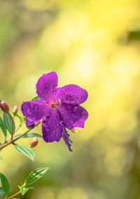 Close-up of purple flowering plant