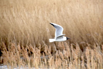 Bird flying over a field - black headed gull