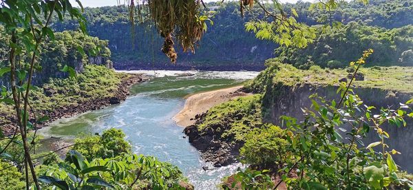 Scenic view of river amidst trees in forest