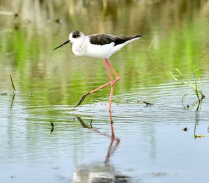 Bird on a lake