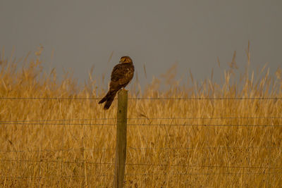 Bird perching on a field