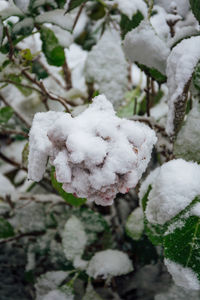 Close-up of snow on plant