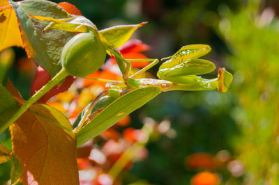 Close-up of red rose on plant