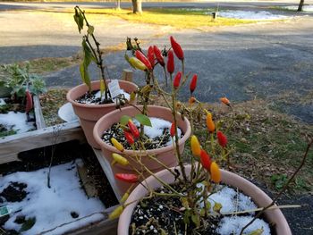 High angle view of potted plants on snow covered field