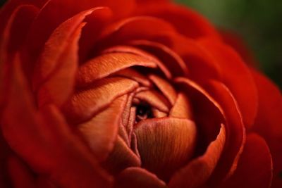 Close-up of red rose blooming outdoors