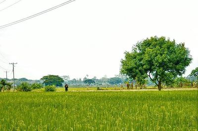 Scenic view of rural landscape