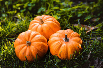 Three little pumpkins on a wooden table with beautiful blurred colorful background