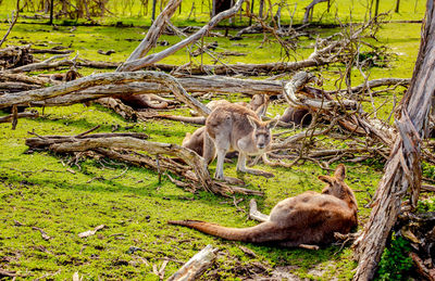 View of an animal on tree trunk in forest