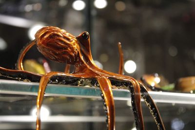 Close-up of an animal seen through metal grate