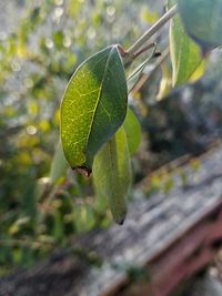 Close-up of plant