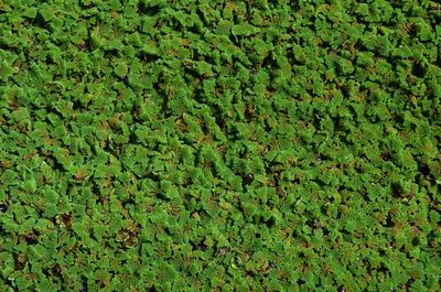 Full frame shot of plants duckweed on field