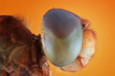 Close-up of fly