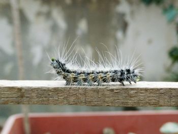 Close-up of caterpillar on wooden rod