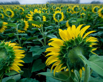 Close-up of sunflower field