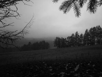 Scenic view of trees on field against sky