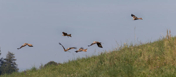 Low angle view of birds flying in sky