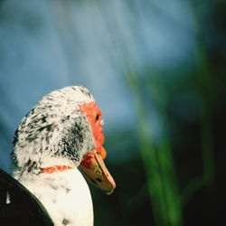 Close-up of a bird eating