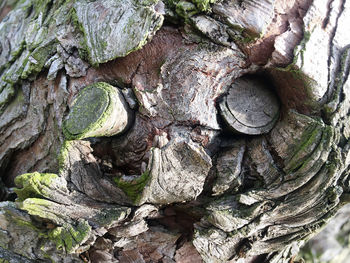 Close-up of tree trunk