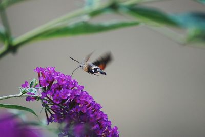 Close-up of bee pollinating on purple flower