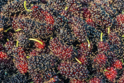 Full frame shot of berries