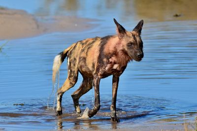 Wild dog in lake