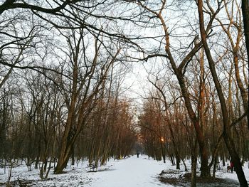 Trees by lake in forest against sky