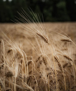 Close-up of wheat growing on field