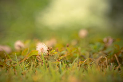 Close-up of flowering plant on field