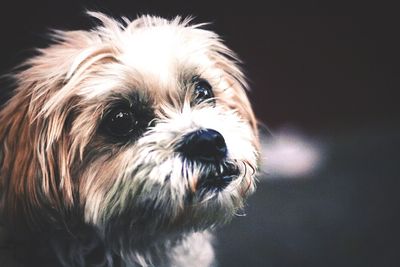 Close-up portrait of dog