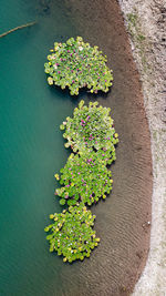 High angle view of flowering plant on lake 