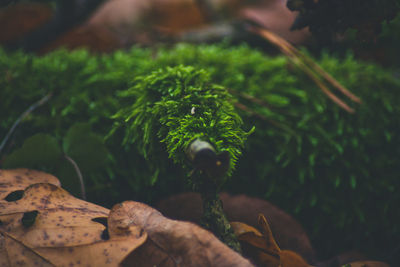 Close-up of fresh green leaves on land