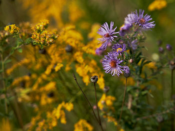 Close-up of purple flowering plant