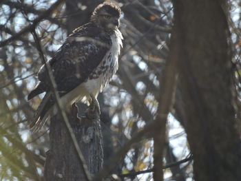 Low angle view of owl perching on tree