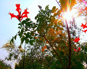 Low angle view of trees against sky