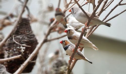 Close-up of bird perching on tree