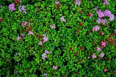 Flowers blooming in garden