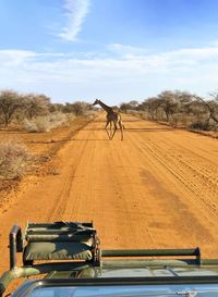 Giraffe crossing a dirt road seen from a 4x4 car