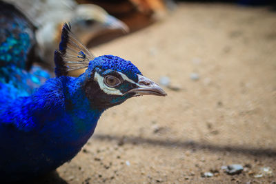 Close-up of a peacock