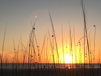 Silhouette plants on land against sky during sunset