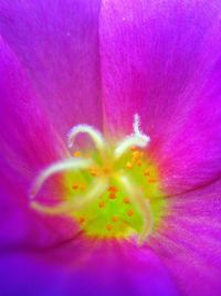 Macro shot of pink flower
