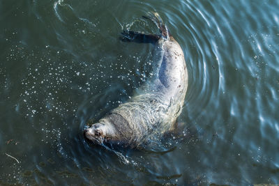 Close-up of turtle swimming in water