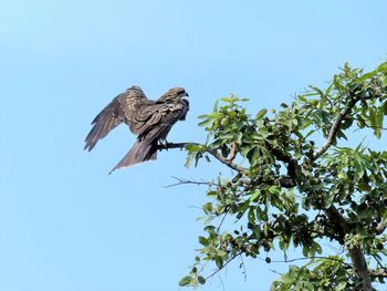 Low angle view of eagle flying against sky