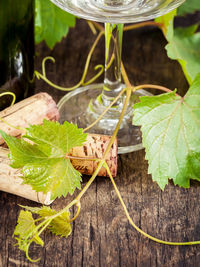 Close-up of corks and plant on table