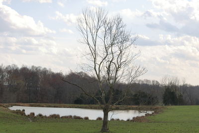 Bare trees on field against sky during winter