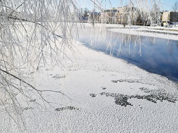 Close-up of snow on tree against sky