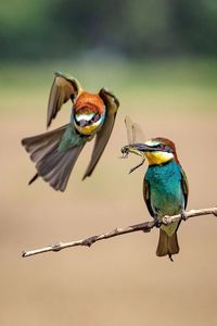 Close-up of bird perching