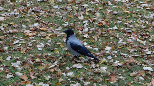 Bird perching on tree